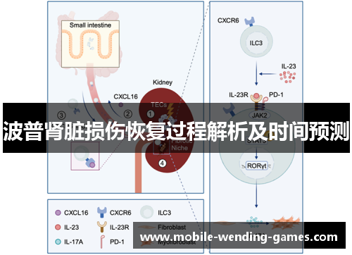 波普肾脏损伤恢复过程解析及时间预测
